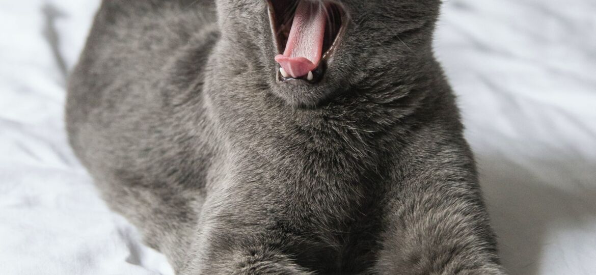 Cat yawning. Why is so much advertising so desperately boring?