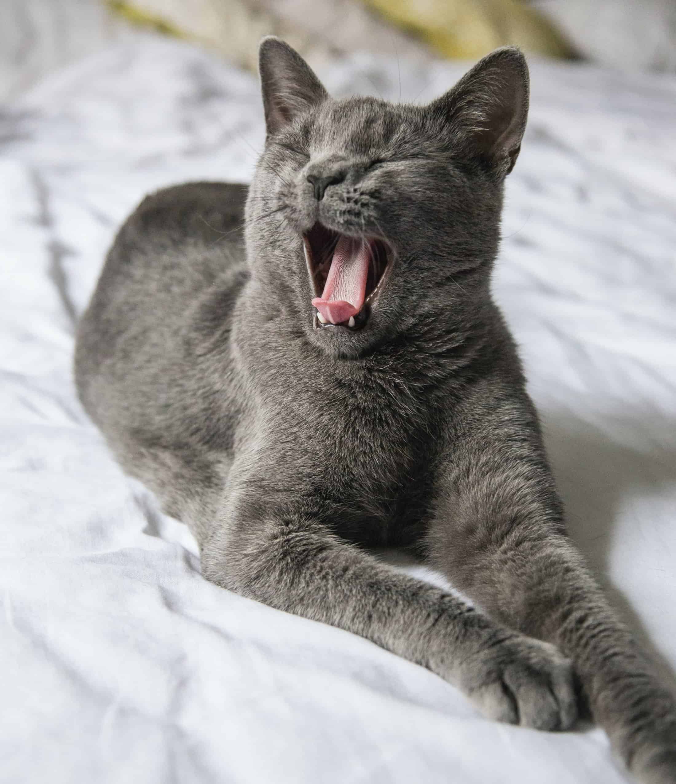 Cat yawning. Why is so much advertising so desperately boring?