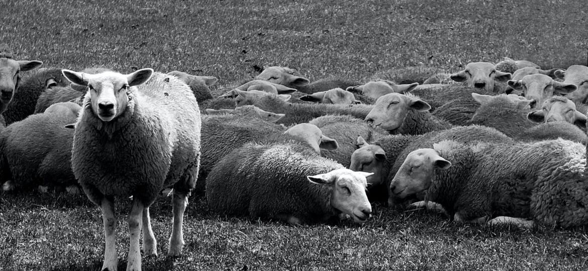 One sheep standing in a field. Afraid of being different?