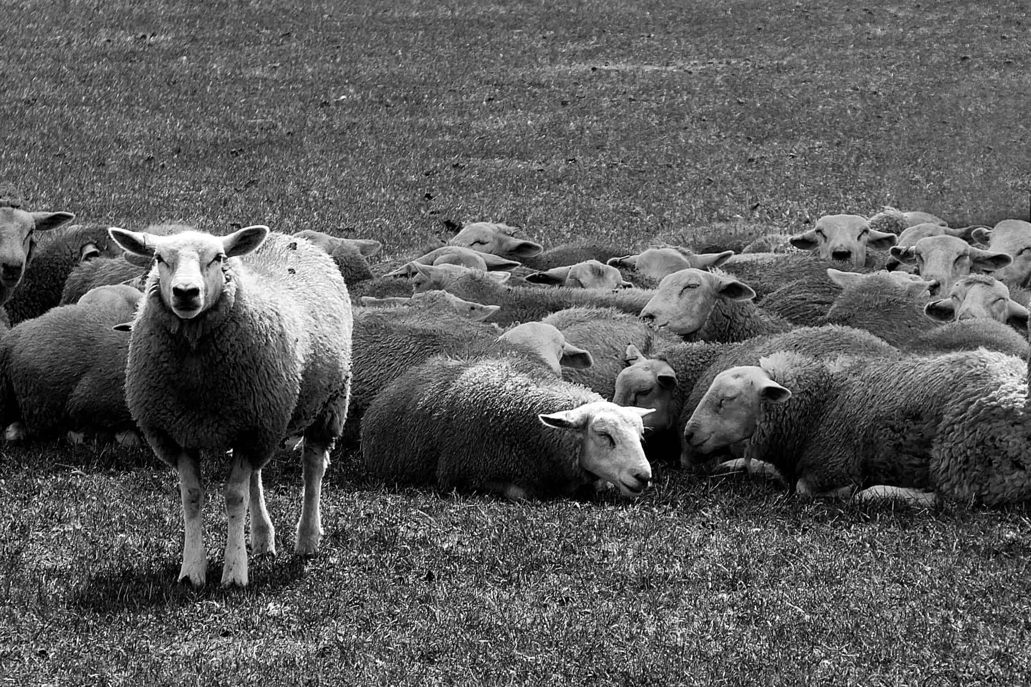 One sheep standing in a field. Afraid of being different?
