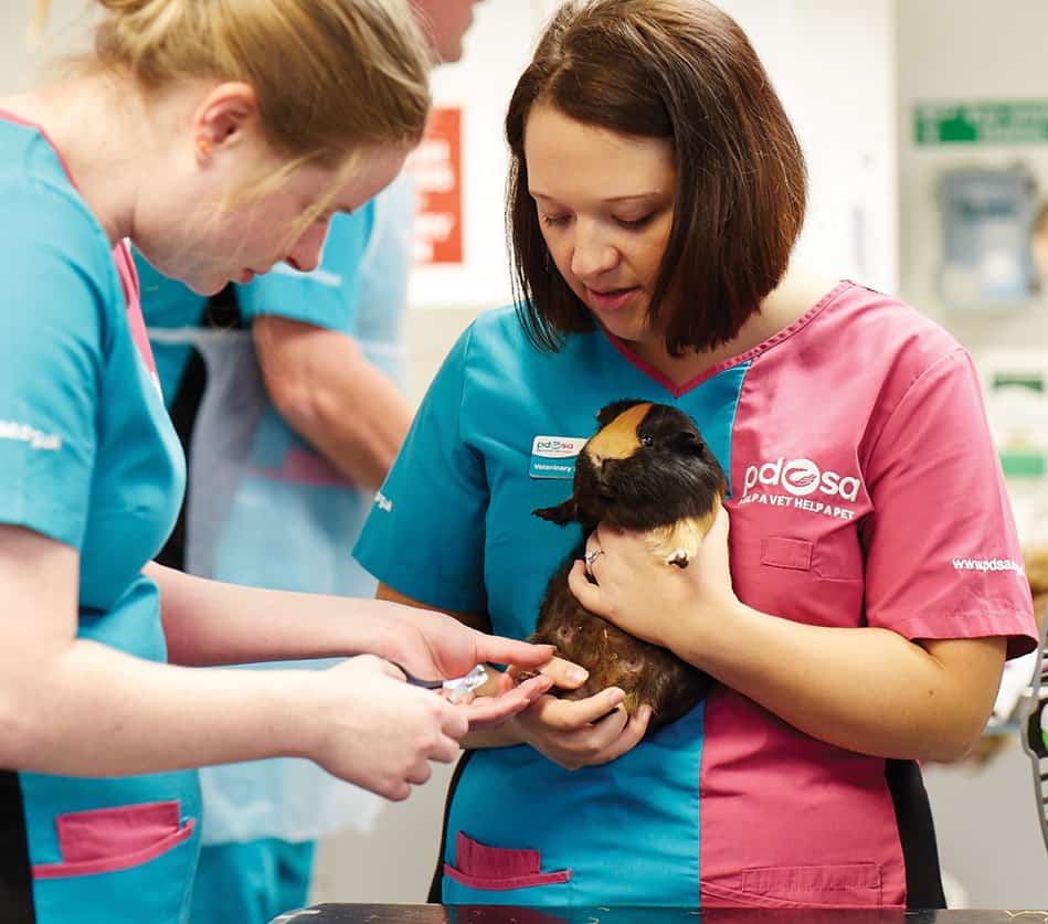 pdsa-vets